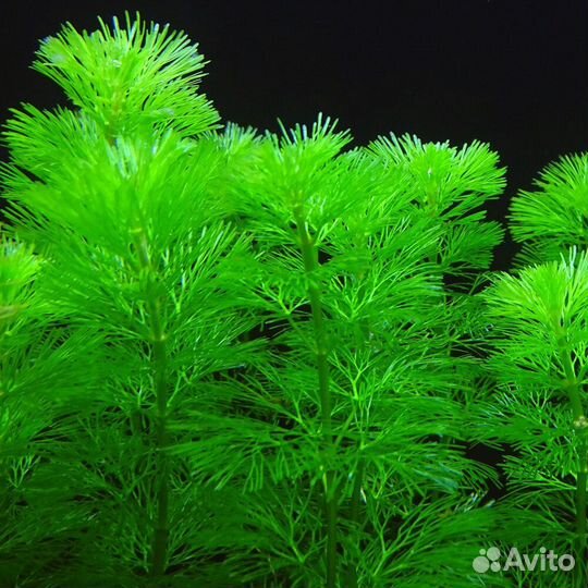 Аквариумные растения