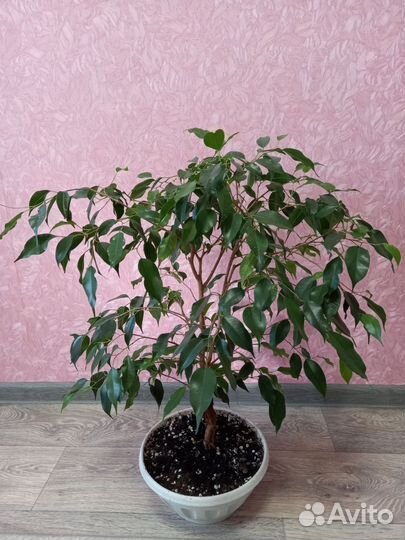 Фикус бенджамина