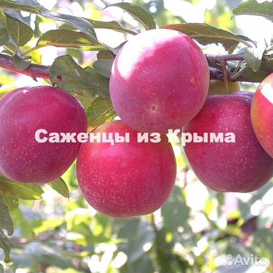 Саженцы Алычи Найдёна