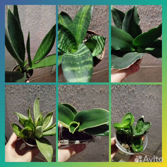 Комнатные домашние разные - 7