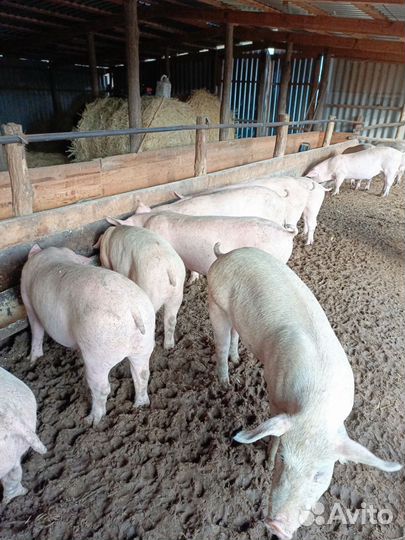 Продаю подсвинков