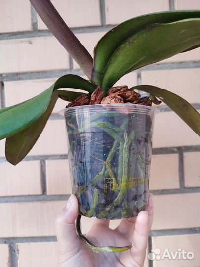 Орхидея фаленопсис