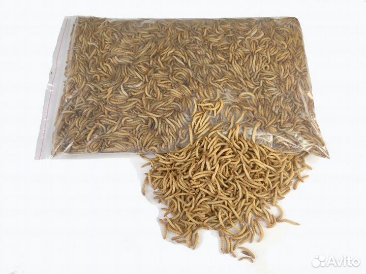 Насекомые для корма