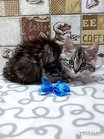 Курильский бобтейл