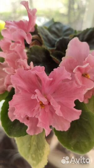 Сортовые фиалки