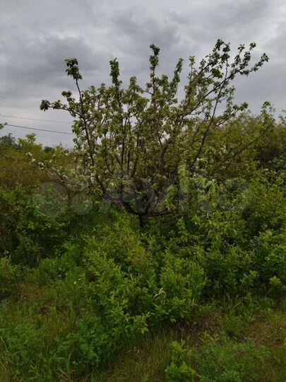 Участок 10,8 сот. (СНТ, ДНП)