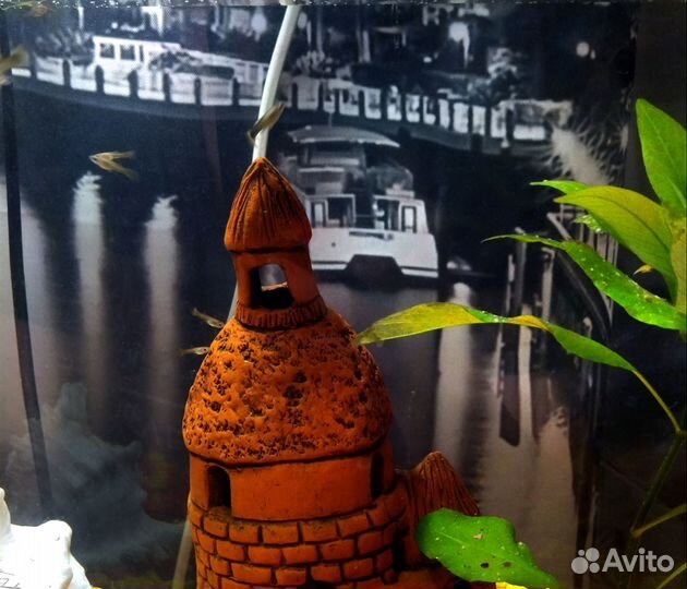 Продам мальков гуппи