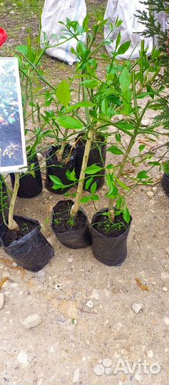 Лимонное дерево