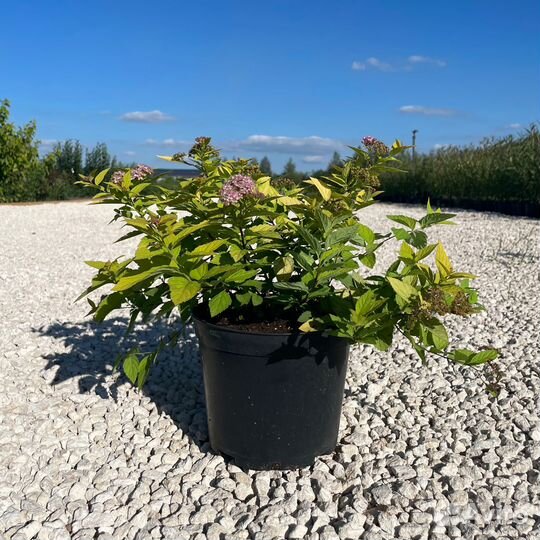 Спирея японская Golden Princess