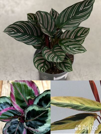 Калатея и строманта