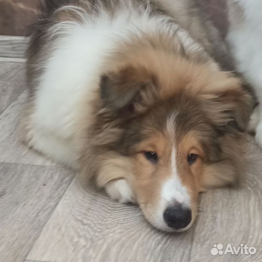 Колли в Омске