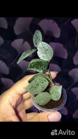 Хойя, укорнненные хойи каудата оранж, керри спот