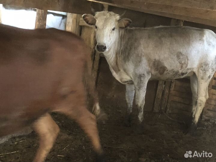 Крс бычки телки
