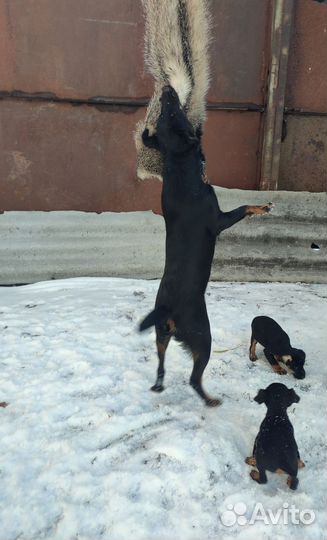 Щенки ягдтерьера