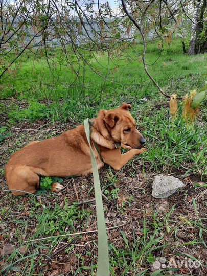 Собака Тибет в семью из приюта