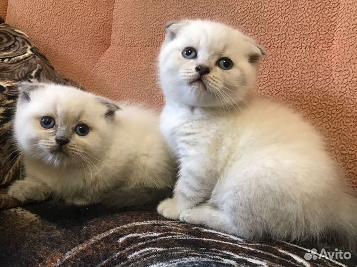 Шотландские котята