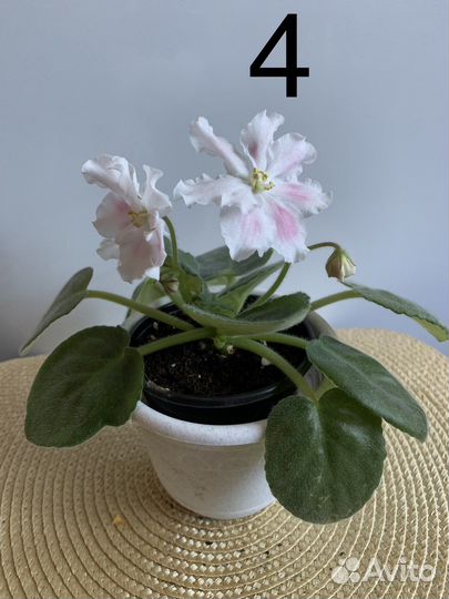 Фиалки в ассортименте