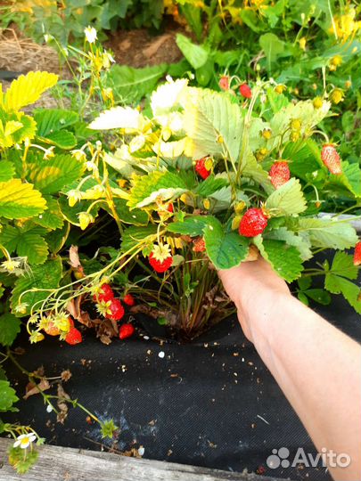 Земляника ремонтантная кустики
