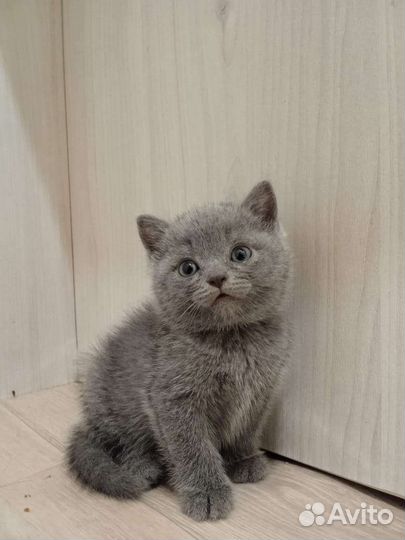 Шотландские прямоухие котята