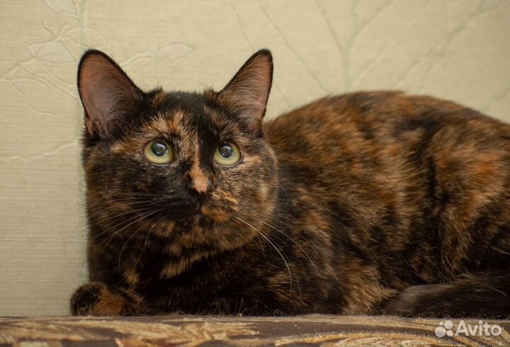 Кошечка в добрые ручки