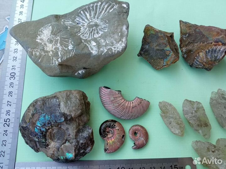Окаменелости аммониты минералы