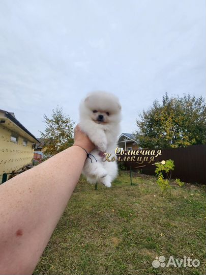 Померанский шпиц медвежьего типа