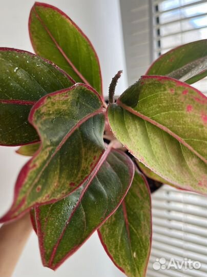 Комнатные цветы