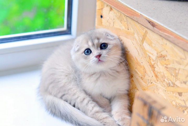 Сливочный, нежный