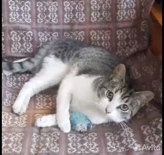 Кошка в дар