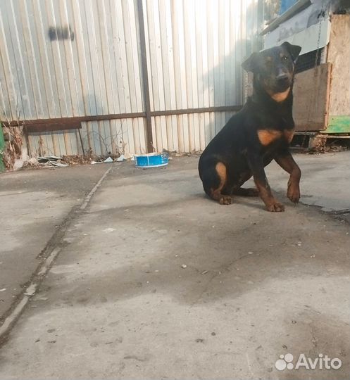 Отдам бесплатно Ягдтерьера