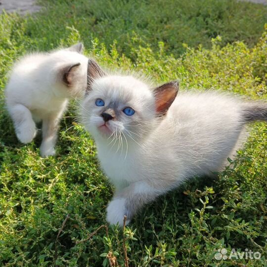 Сиамские котята бесплатно