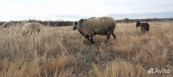 Баран. Романовский на племя