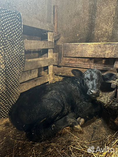 Сельское хозяйство