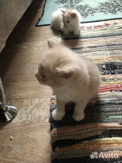Отдам кота в добрые руки