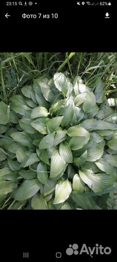 Цветы многолетники