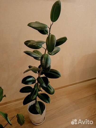Фикус каучуконосный большой