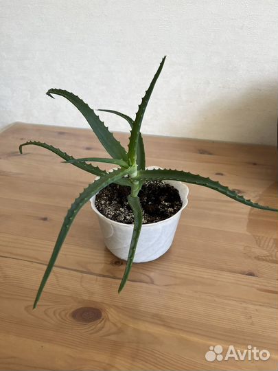 Алоэ лечебный