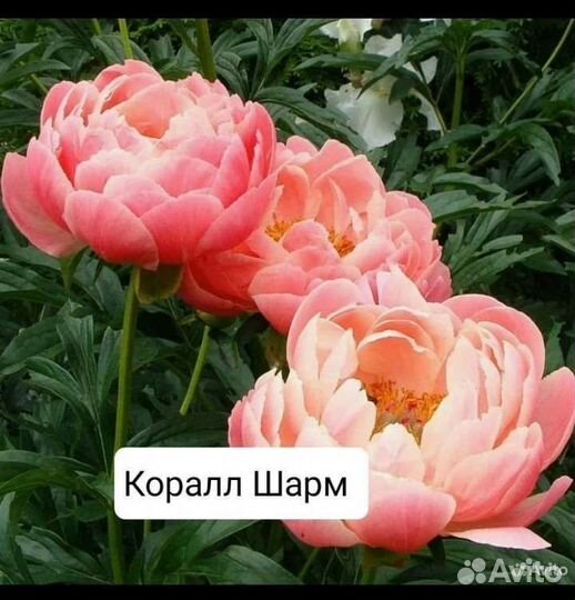 Пионы саженцы