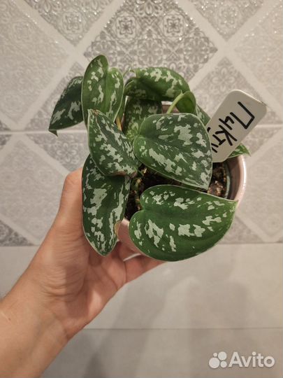 Сциндапсус пиктус