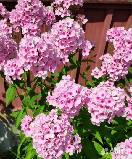 Флоксы многолетние