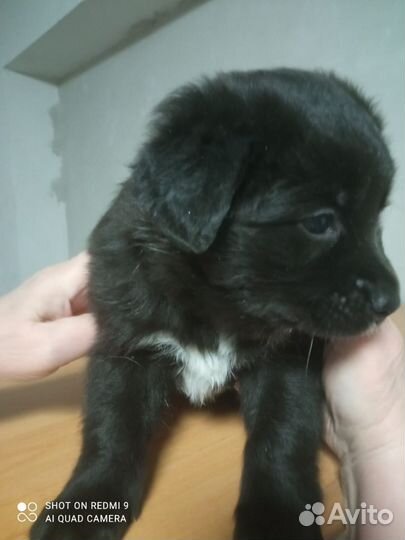 Отдам бесплатно щенки
