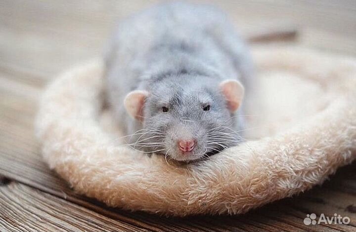 Крысята Стандарт с ушками Дамбо с клеткой