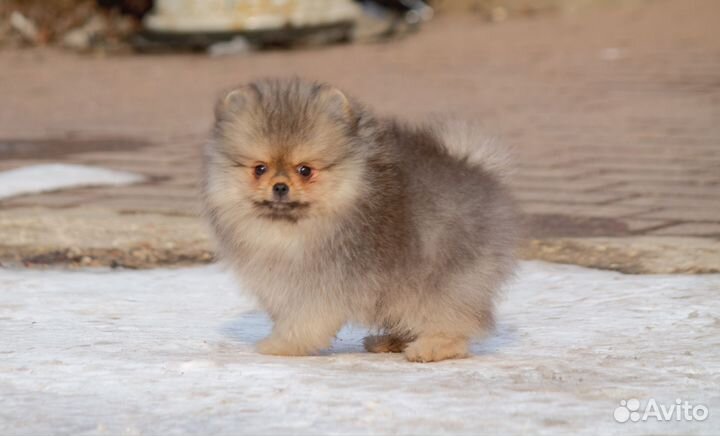 Померанский шпиц мальчик