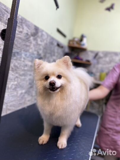 Стрижка собак и кошек в Щёлково