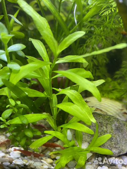 Моллинезии гуппи сомики креветки меченосцы