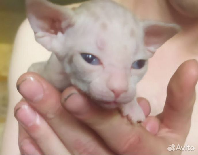 Котята сфинкс