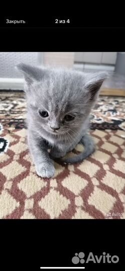 Шатланский котёнок