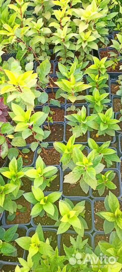 Гортензия метельчатая