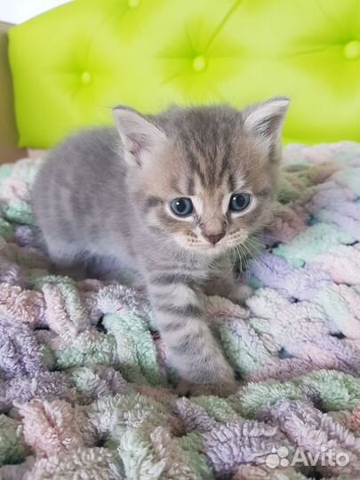 Котята британские