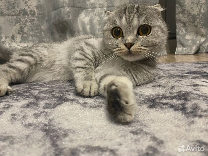 Шотландская вислоухая кошка вязка